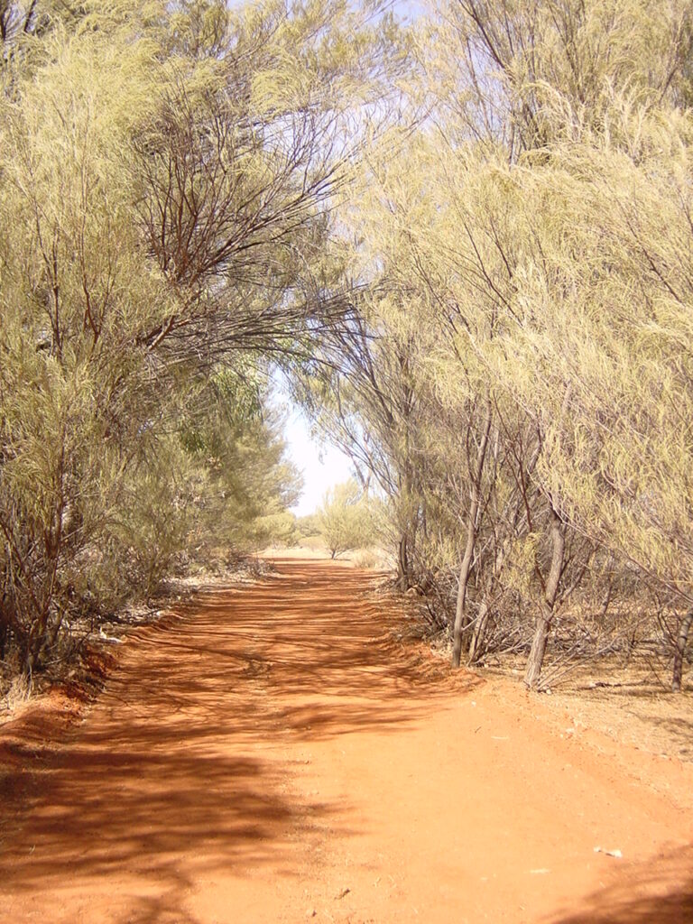 A shaded path in Australia’s Outback (MCArnott)