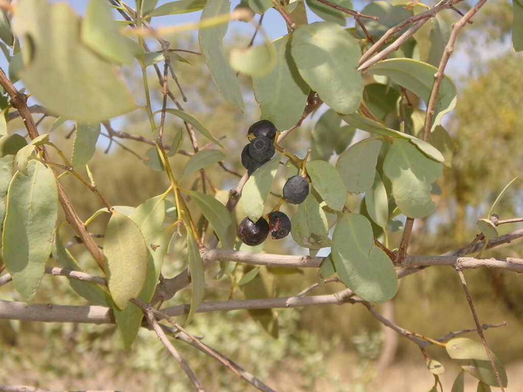 The raisin-like fruit of the kutjera bush (MCArnott)