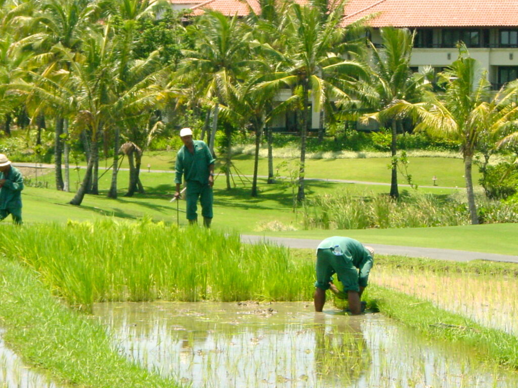 Bali cultural landscape of rice paddies and their ancient irrigation system is a World Heritage designation (Photo MCArnott)
