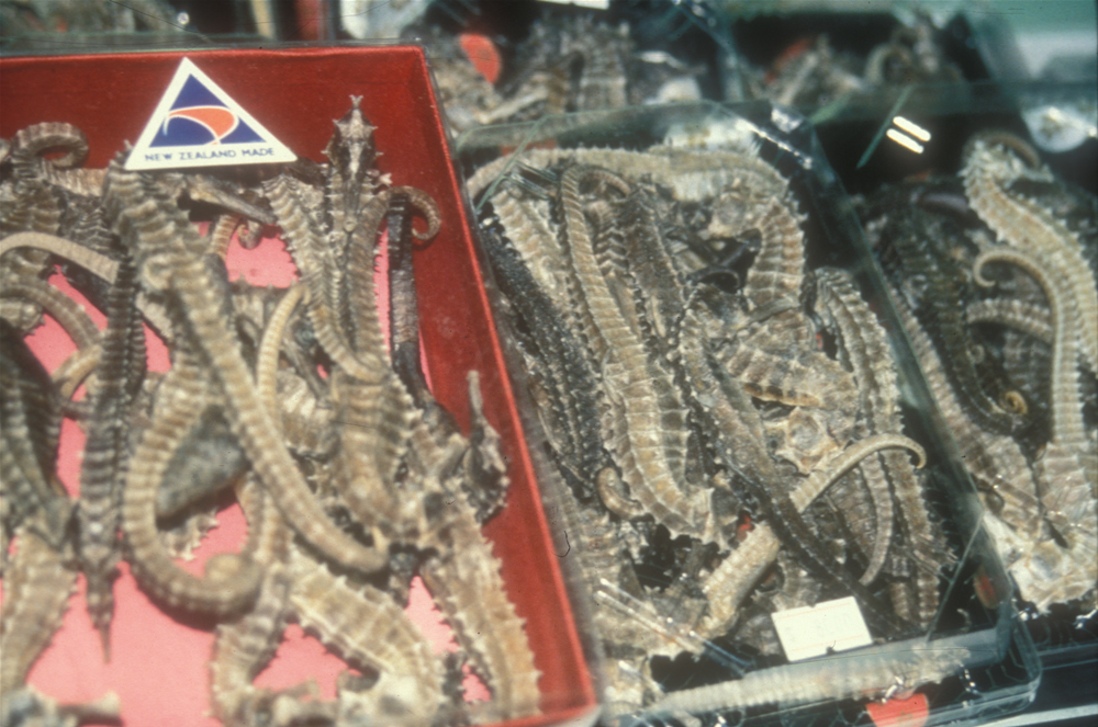 Seahorses at a Chinese market (Project Seahorse)