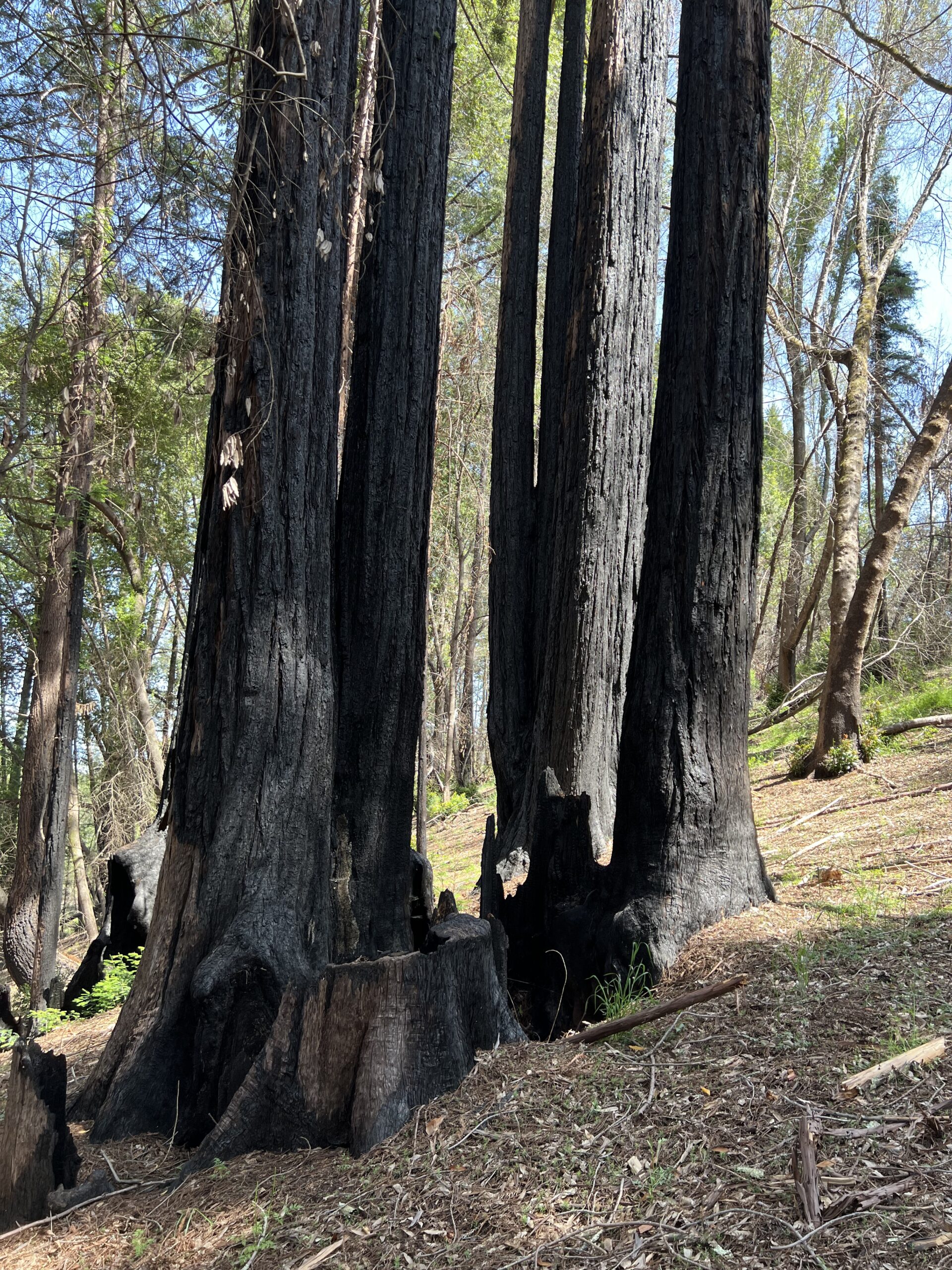 California The Trees of Mystery Park MarieClaude Arnott