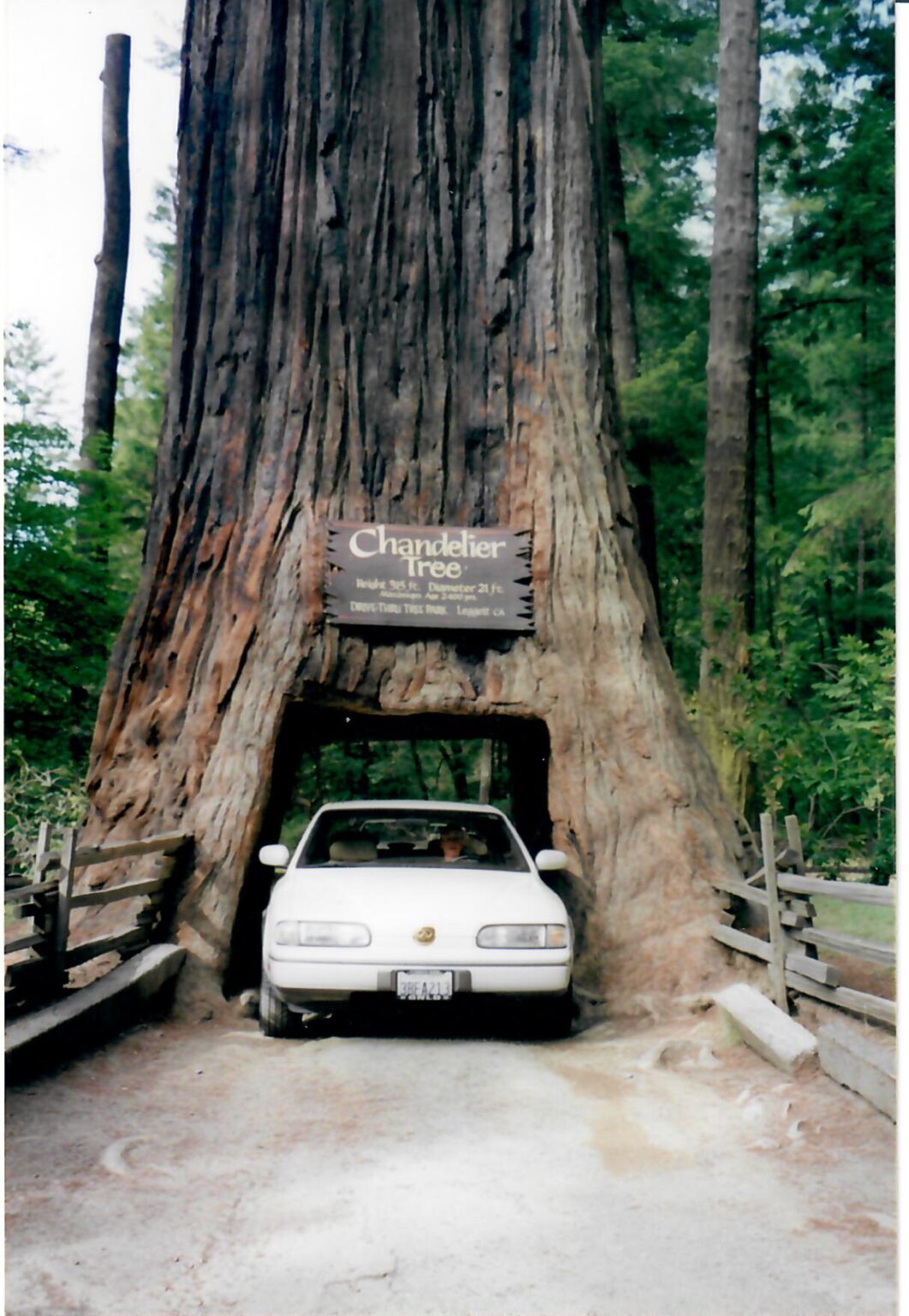 California - The Trees of Mystery Park - Marie-Claude Arnott