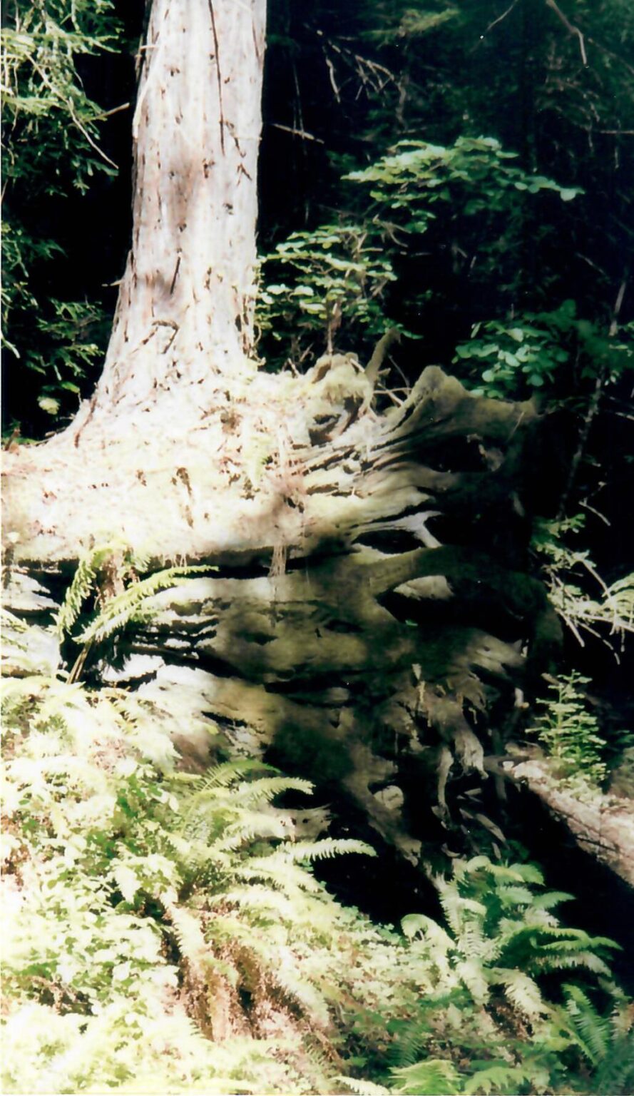 California The Trees of Mystery Park MarieClaude Arnott