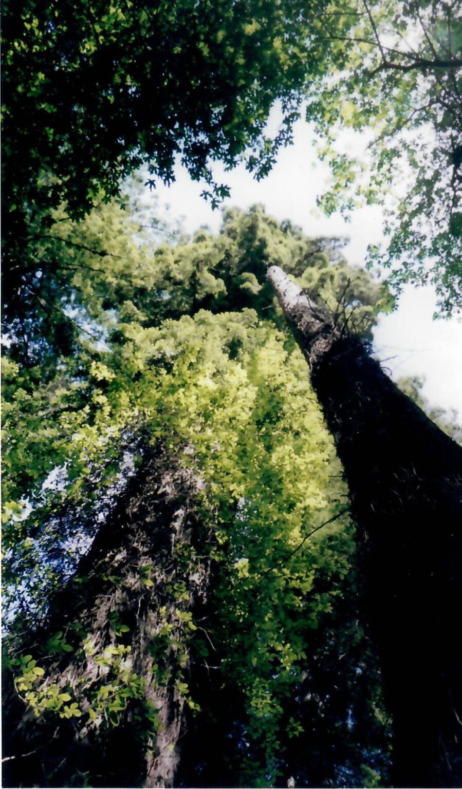 California The Trees of Mystery Park MarieClaude Arnott